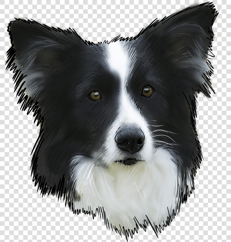 Transparent Border Collie Png   Border Collie  Png DownloadTransparent PNG