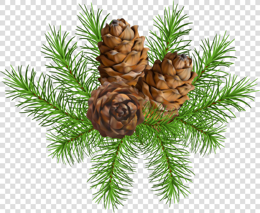 Conifer Cone Clip Art  HD Png DownloadTransparent PNG