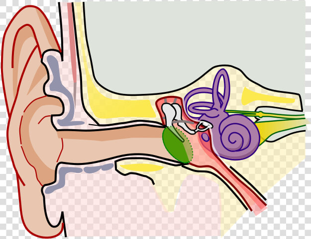 Anatomy Of The Human Ear Blank   Ear Anatomy  HD Png DownloadTransparent PNG