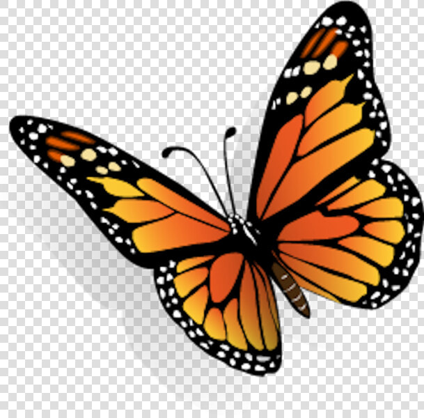 Dibujos De Mariposas En 3d  HD Png DownloadTransparent PNG