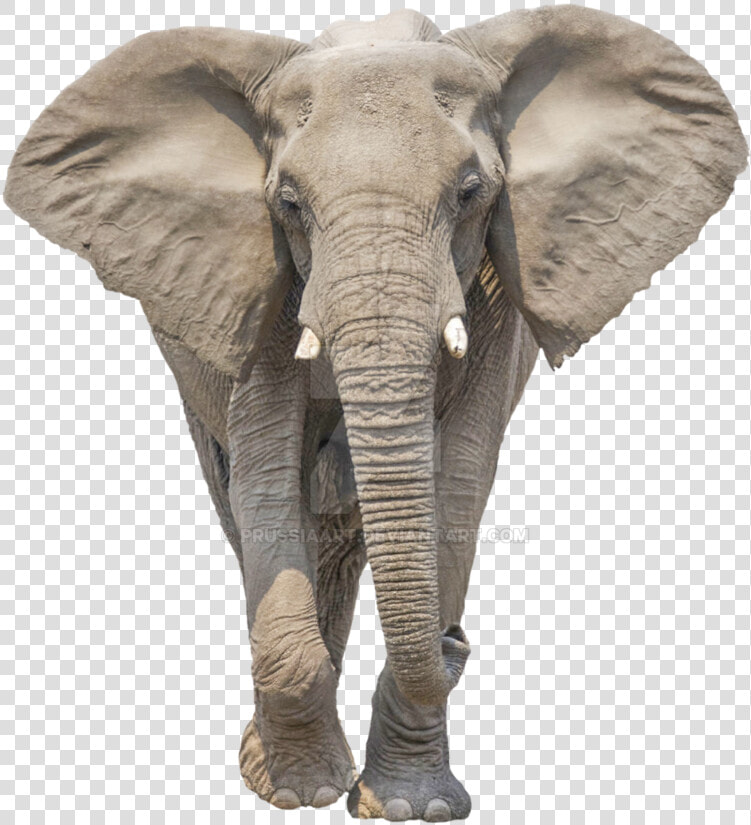 Transparent Elephant Background   Elephant Png  Png DownloadTransparent PNG