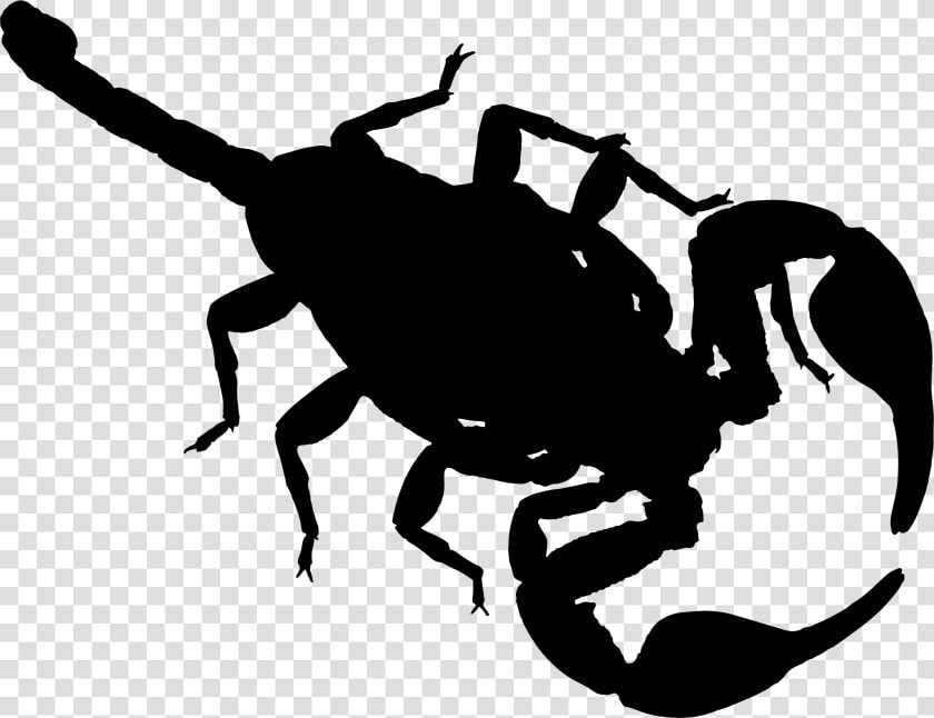 Gymnast Clipart Scorpion   Scorpion Silhouette Png  Transparent PngTransparent PNG