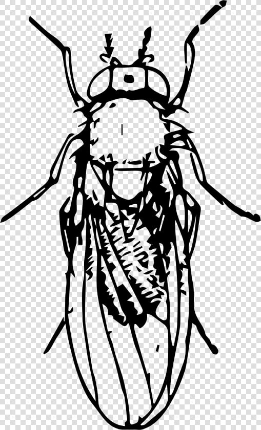 Pomace Fly Clip Arts   Clip Art  HD Png DownloadTransparent PNG