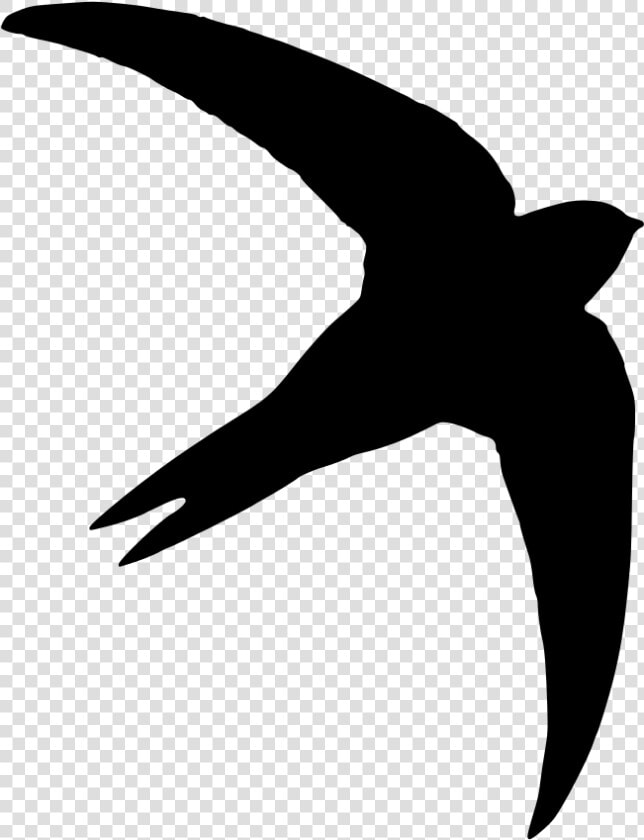 Common Swift Silhouette Photography Bird   Swift Bird Swift Silhouette  HD Png DownloadTransparent PNG