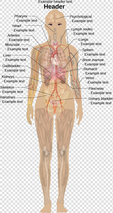 Female Shadow Template   Human Anatomy Without Labels  HD Png DownloadTransparent PNG