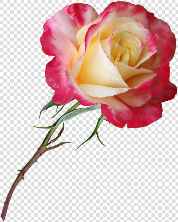 Rose  Stem  Flower  Perfume  Bloom  Plant  Garden   Цветок Розы  HD Png DownloadTransparent PNG