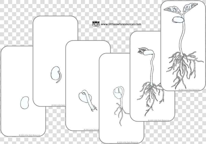 Bean Grow Cards Colouring Cover   Illustration  HD Png DownloadTransparent PNG