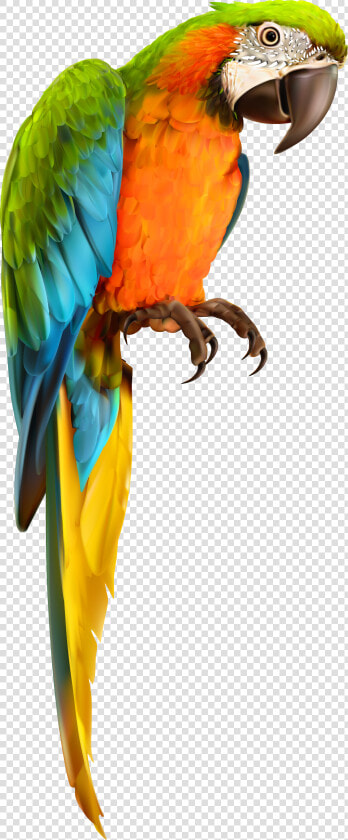 Vector Parrot Parakeet   Transparent Background Parrot Transparent  HD Png DownloadTransparent PNG