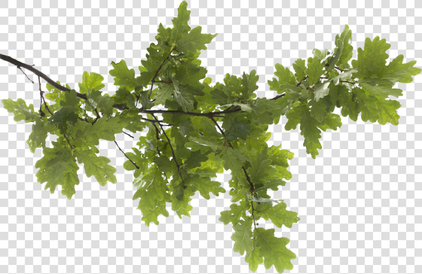 Oak Tree Image Royalty Free Png   Tree Branch Transparent Background  Png DownloadTransparent PNG