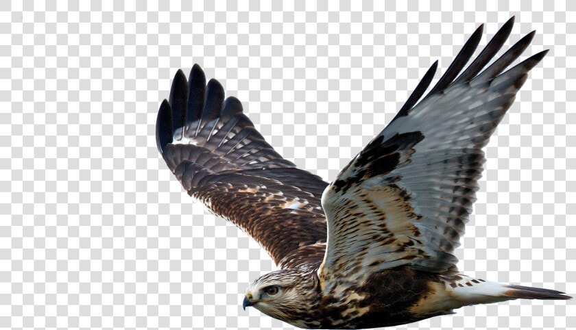 Hawk Png Image   Hawk With No Background  Transparent PngTransparent PNG