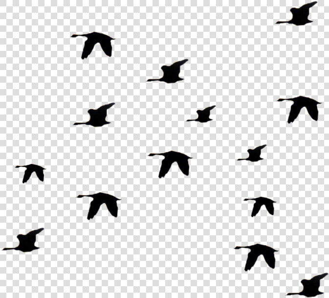 Birds Flying Away Png  Transparent PngTransparent PNG