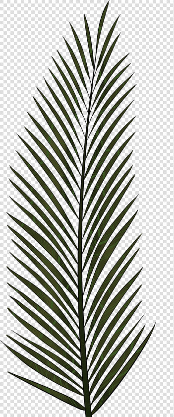 Cliparts For Free Download Palm Clipart Fern And Use   Palm Tree Leaves Icon  HD Png DownloadTransparent PNG