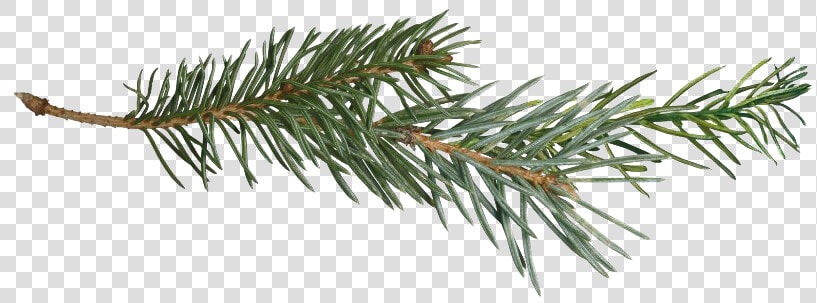 Pine Branch Transparent Png   Pine Tree Branch Png  Png DownloadTransparent PNG