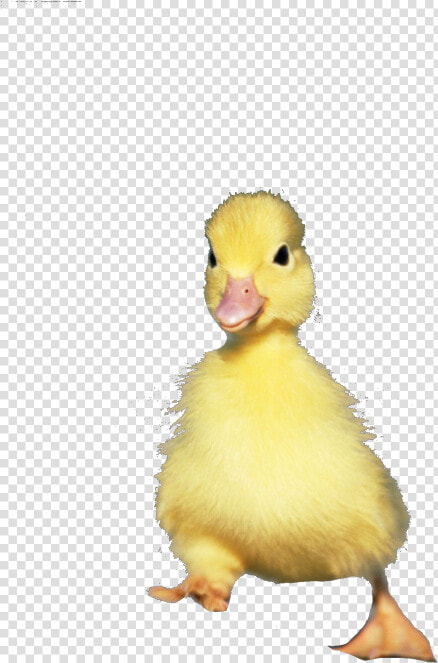 Seaduck  HD Png DownloadTransparent PNG