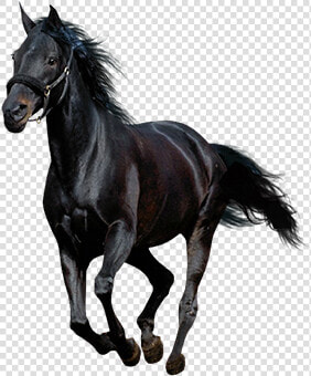 American Paint Horse Howrse Black   Running Black Horse Png  Transparent PngTransparent PNG