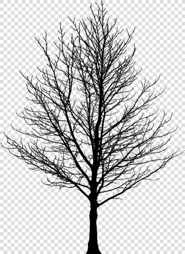 Barren Tree Silhouette   Silhouette Of Trees Png  Transparent PngTransparent PNG