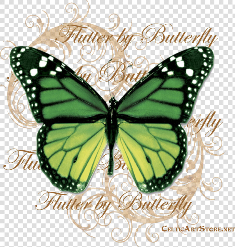 Butterflies  amp  Dragonflies Tagged Butterfly   Png Butterfly  Transparent PngTransparent PNG