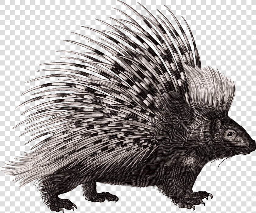 Crested Porcupine Rodent Zoological Lectures Delivered   Porcupine Illustration  HD Png DownloadTransparent PNG