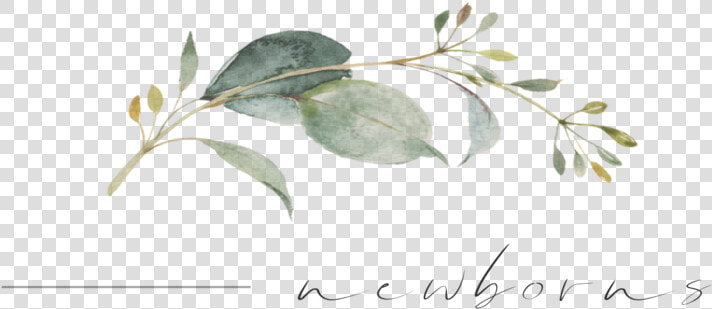 Newborns Png   Calligraphy  Transparent PngTransparent PNG