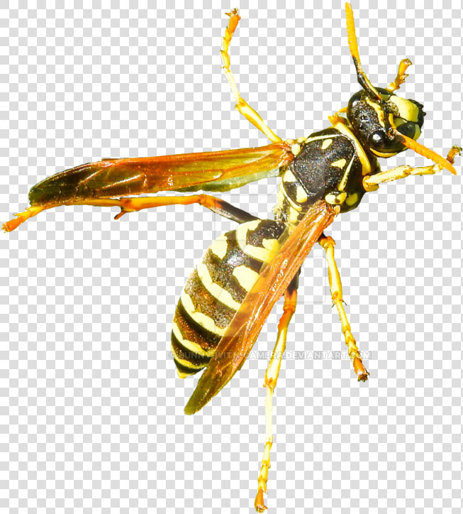 Hornet Png Free Image Download   Hornet  Transparent PngTransparent PNG