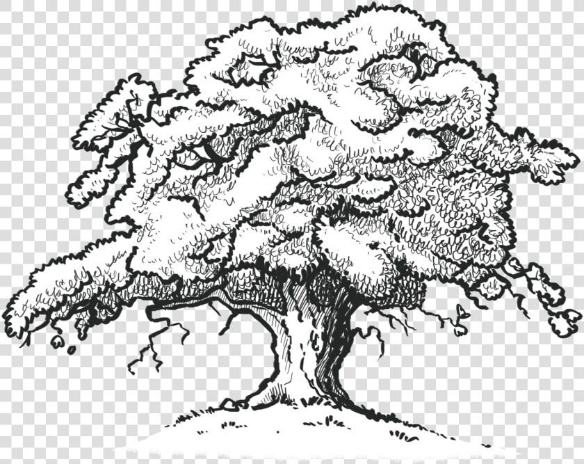 The Old Oak Tree Edenbray   Red Oak Tree Drawing  HD Png DownloadTransparent PNG