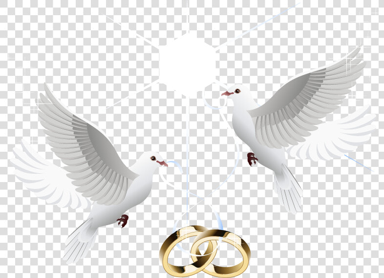 Ring Vector Marriage Wedding Download Hd Png Clipart   Transparent Wedding Dove Png  Png DownloadTransparent PNG