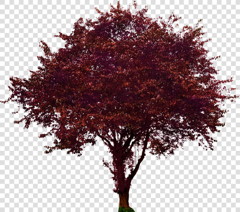 Purple Leaf Plum   Maroon Maple Png  Transparent PngTransparent PNG