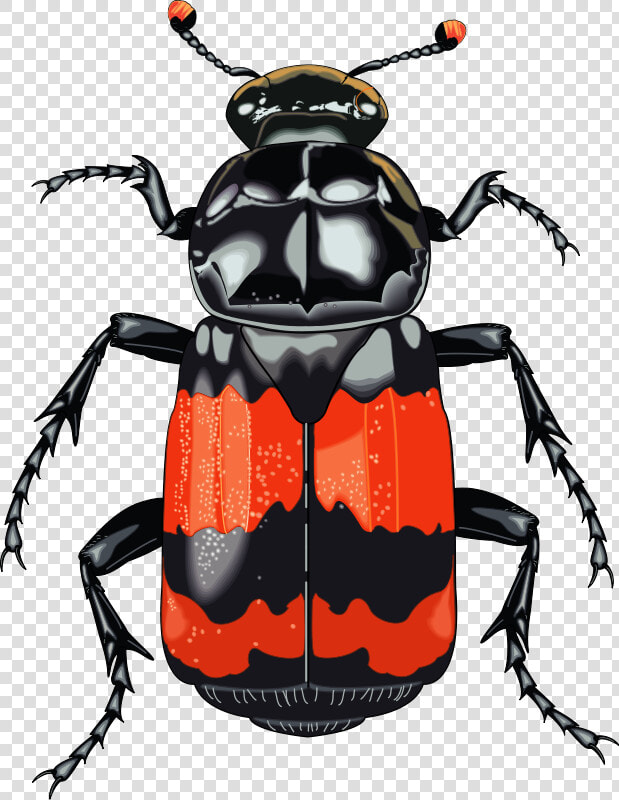 Insect 28 Free Vector   Pest Control Logo Design  HD Png DownloadTransparent PNG