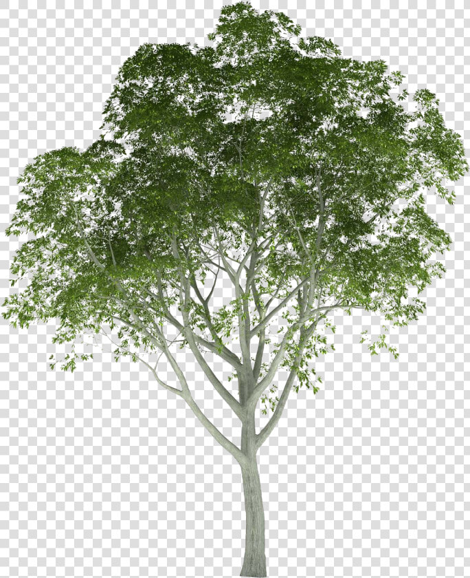 Palm Tree Photoshop Png   Trees Rendering  Transparent PngTransparent PNG