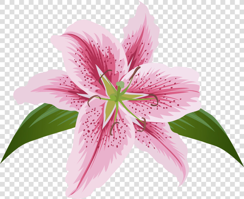 Lily Lilium Female Liliaceae Flower  HD Png DownloadTransparent PNG