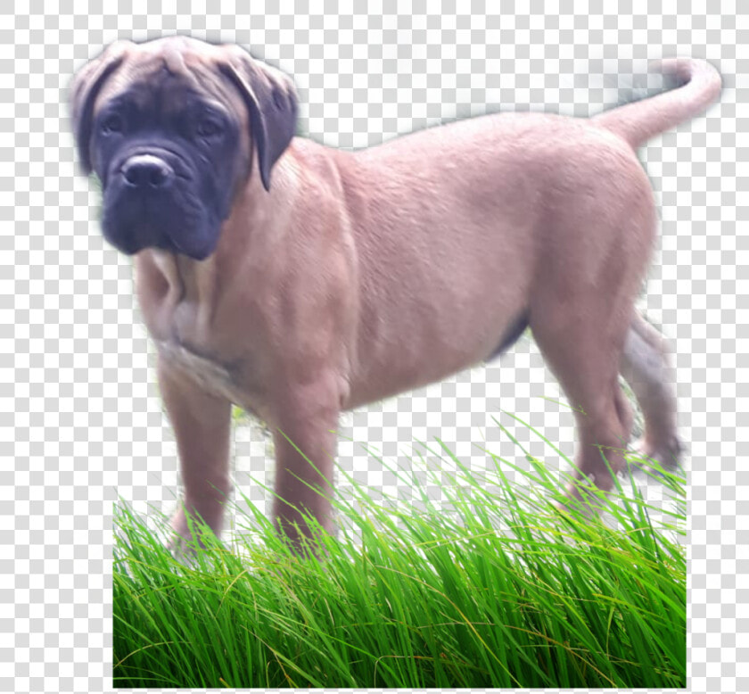  pasto Jaja   Grass Cb  HD Png DownloadTransparent PNG