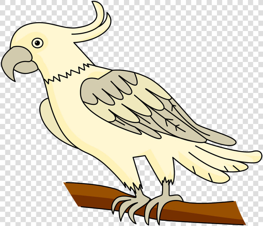 Sulphur crested Cockatoo  HD Png DownloadTransparent PNG