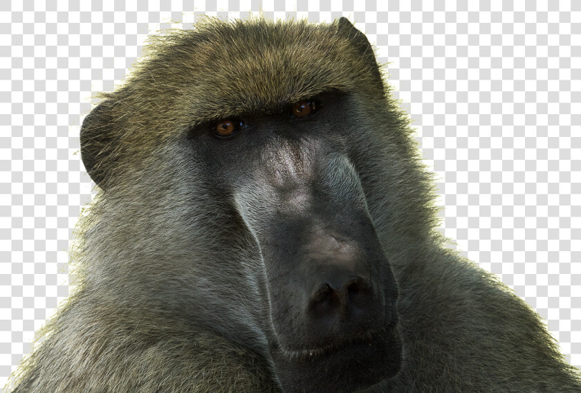 Drill   Baboon Png  Transparent PngTransparent PNG