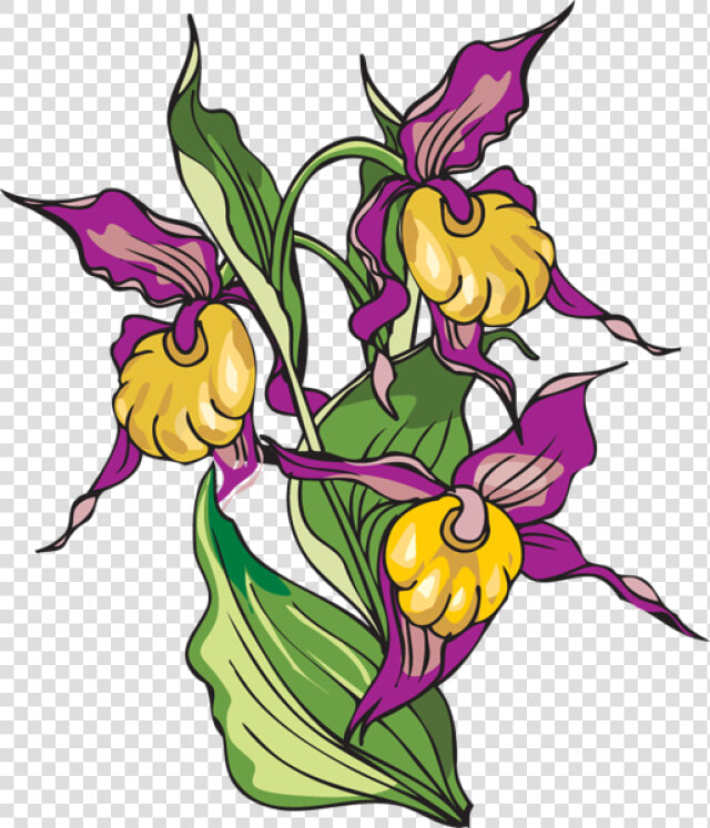 Iris Flower Clipart   Yellow Lady  39 s Slipper  HD Png DownloadTransparent PNG