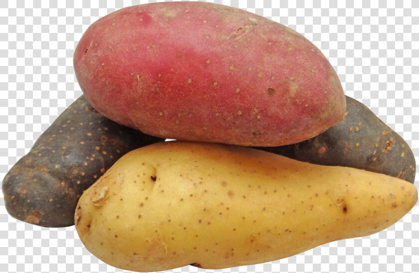 Potato Fingerling Rainbow Free Picture   Red Potatoes Transparent Background  HD Png DownloadTransparent PNG