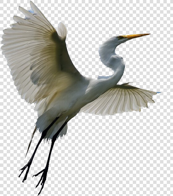 Flying Heron Transparent   Egret Png  Png DownloadTransparent PNG