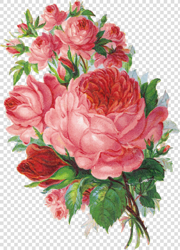 Que Es Un Sabado Sin Flores  Es El Toque Especial    English Rose Watercolor Png  Transparent PngTransparent PNG