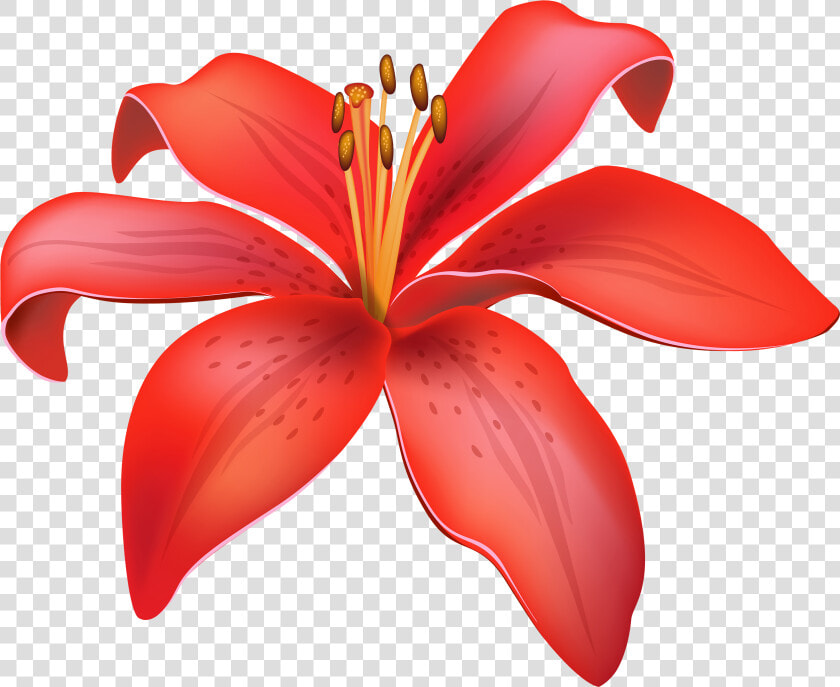 Red Lily Flower Png Clipart   Lily Flower Vector Png  Transparent PngTransparent PNG