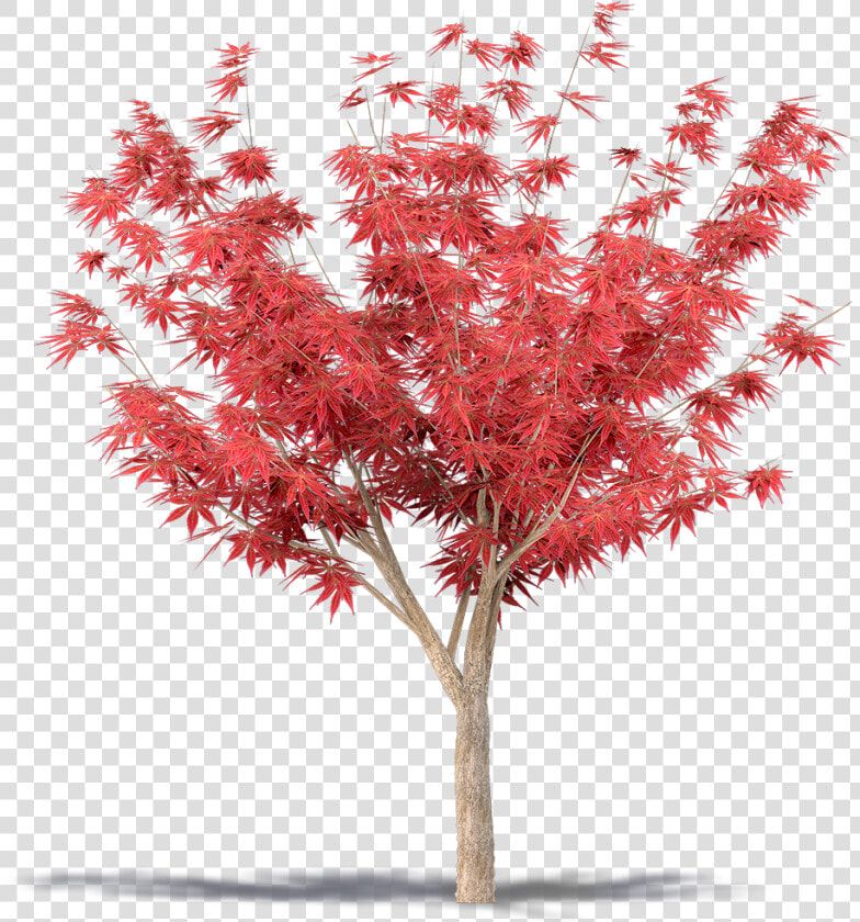 Transparent Japanese Maple Png   Japanese Maple Tree Png  Png DownloadTransparent PNG