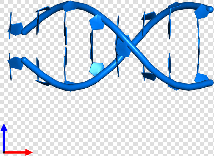 Rna Png  Transparent PngTransparent PNG