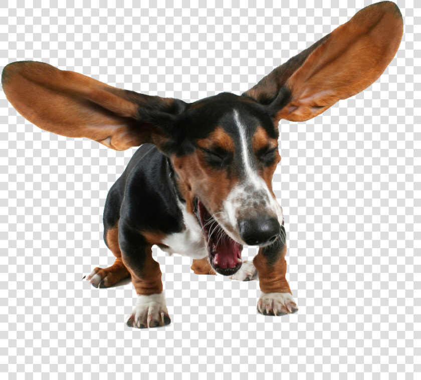 Basset Hound Png Transparent Images   Sneezing Pets  Png DownloadTransparent PNG