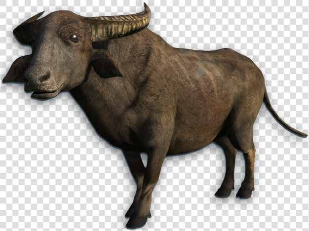 Water Buffalo Png Transparent Picture   Animals That Cannot Climb Trees  Png DownloadTransparent PNG