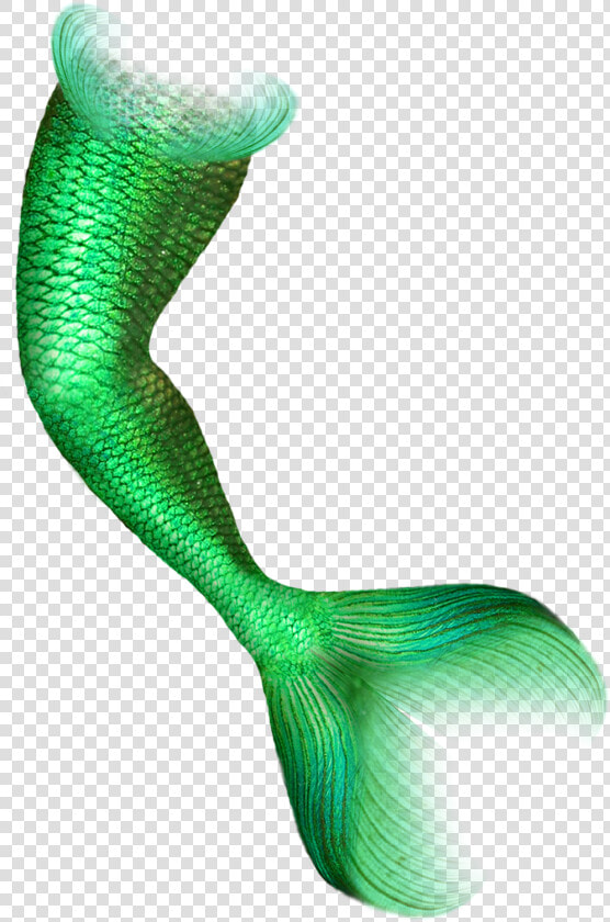 Mermaid Png Download   Mermaid Tail Transparent  Png DownloadTransparent PNG