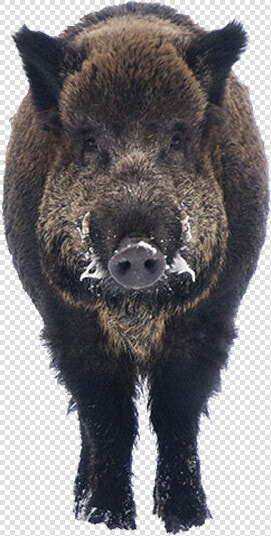 Boar Png  Transparent PngTransparent PNG