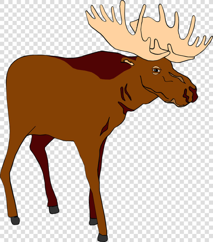 Image Of Moose Free   Moose Clipart Png  Transparent PngTransparent PNG