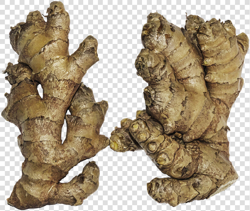 Ginger  Rhizome  Ginger Root  Zingiber Officinale   Ginger Rhizome  HD Png DownloadTransparent PNG