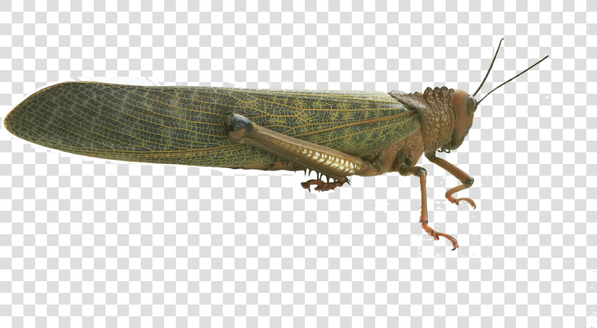 Band Winged Grasshoppers  HD Png DownloadTransparent PNG