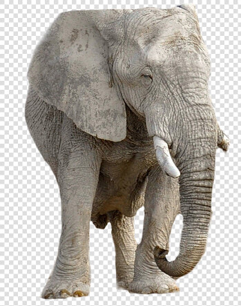 Elephant  Animal  Africa  Transparent Background   ช้าง พื้น หลัง สี ขาว  HD Png DownloadTransparent PNG