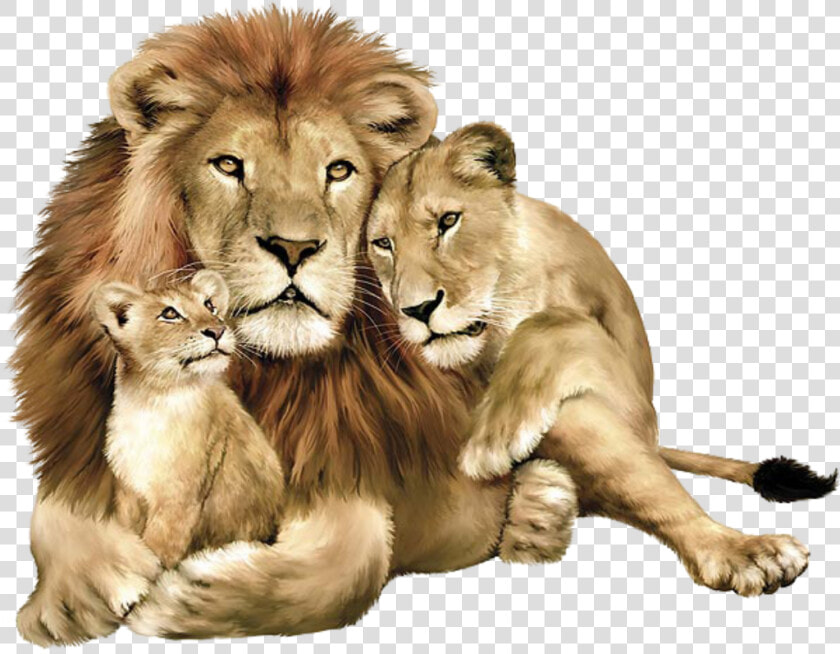 Lion Png Image  Free Image Download  Picture  Lions   Lion Lioness And Cub  Transparent PngTransparent PNG