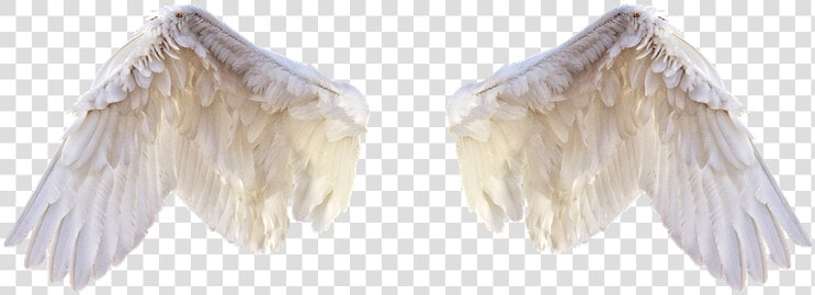 White Wings  Wings  Bird  Feathers  Freedom  Fly  Png   Feathers For Editing  Transparent PngTransparent PNG